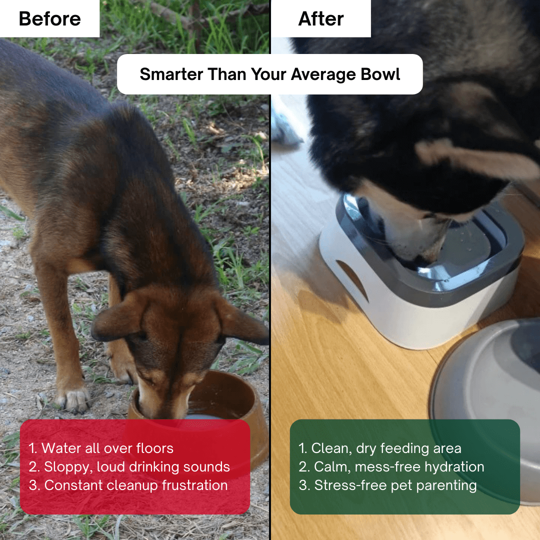 HydroGuard™ Anti-Splash Pet Bowl
