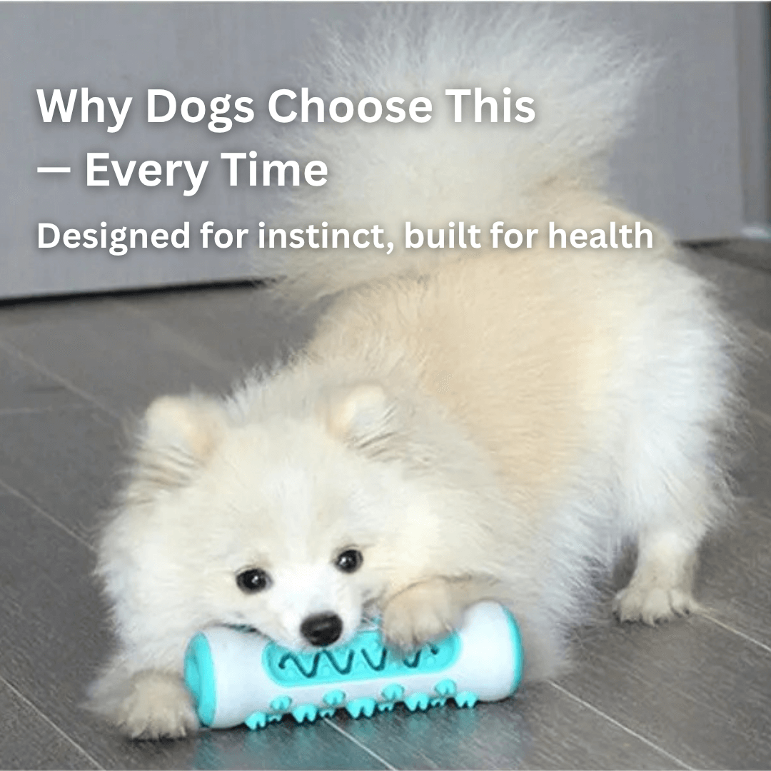 GnawGuard™ – Daily dental care disguised as fun.